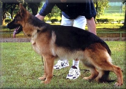 Sire: Sing.Ch.*Nitro v Tronje aZ H.neg (imp. Sing) - Excellent