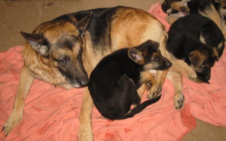 Shah, Ziggi & Jazz