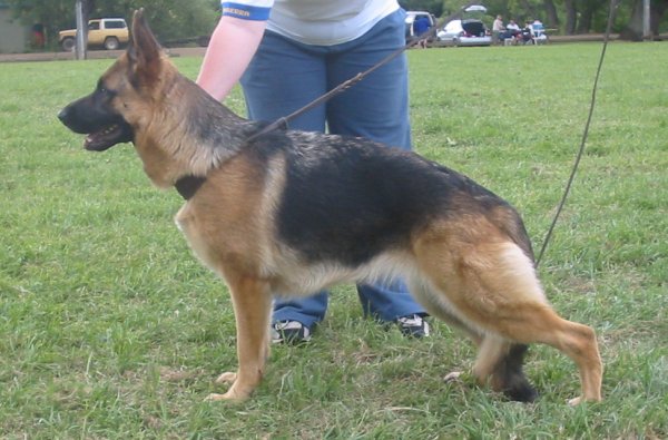 *Amarada Dirty Dancing AZ ET BSCL.1 - Excellent Merit @ 19 Months