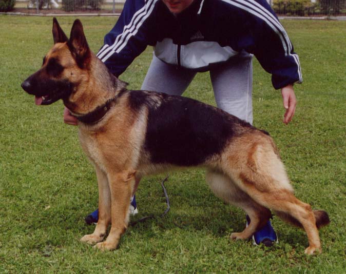 *Jaimon Siska AZ - Very Good @ Breed Survey